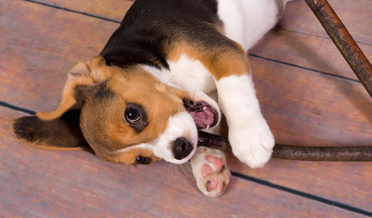 Electrical Cords Are Not Pet Chew Toys | 281-880-8805
